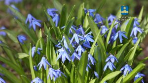 Bilden visar blomman Scilla.